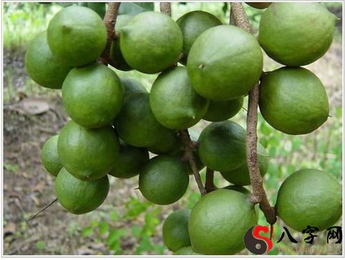 Dreaming of many green fruits on a tree branch