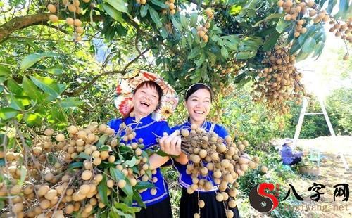 Dreaming of picking perfect fruits to eat
