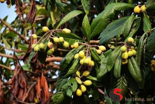 Dreaming of a tree branch full of golden fruits