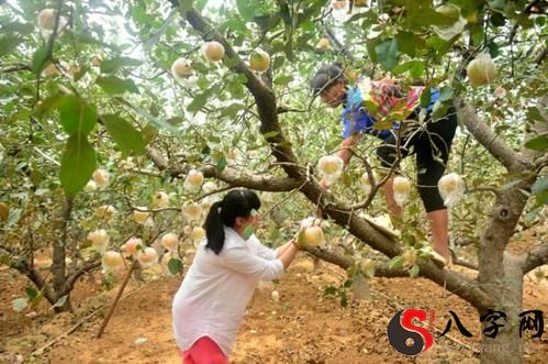 Dreaming of picking fruit from a tree