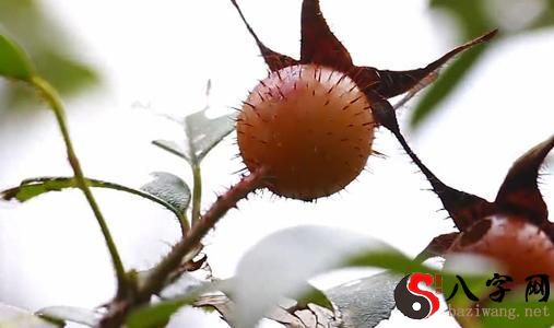 Dreaming of picking wild fruits to eat