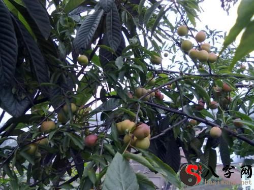 Dreaming of ripe fruit