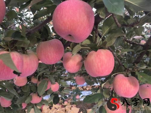 Dreaming of big red apples