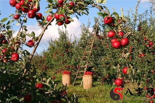 Dreaming of a branch full of apples