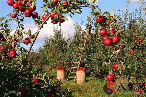Dreaming of picking apples to eat