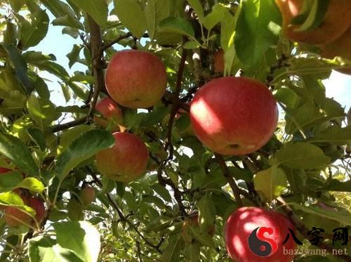 Dreaming of a tree branch full of big apples