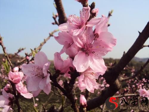 Dreaming of a Peach Tree Full of Peach Blossoms