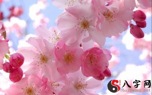 Dreaming of pink peach blossoms