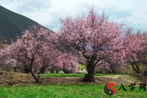 Dreaming of a peach blossom forest