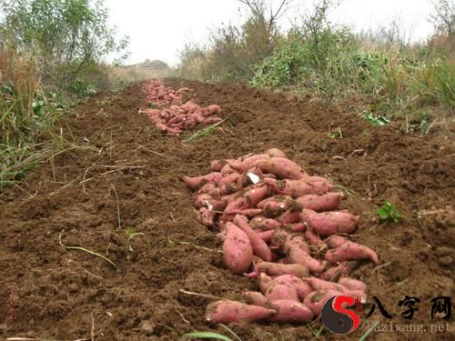 Dreaming of many sweet potatoes in a field