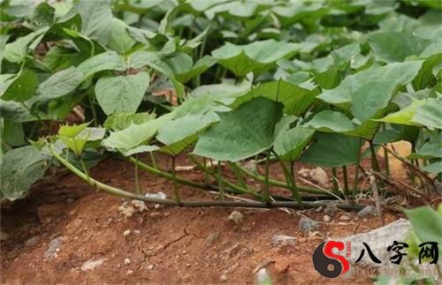 Dreaming of sweet potato vines