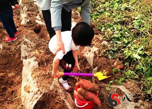 Dreaming of digging sweet potatoes with others
