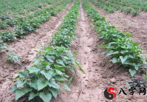 Dreaming of sweet potato seedlings