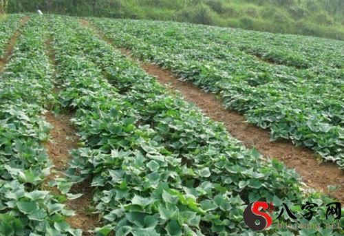 Dreaming of planting sweet potato seedlings