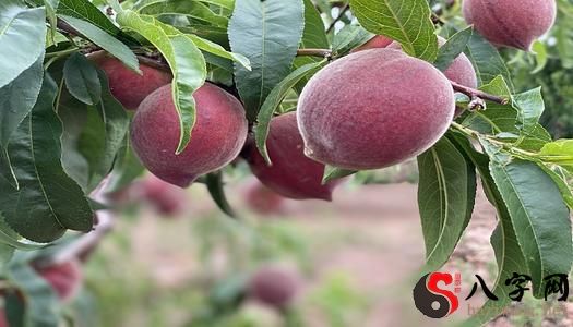Dreaming of picking up peaches