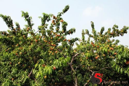 Dreaming of a tree full of ripe peaches