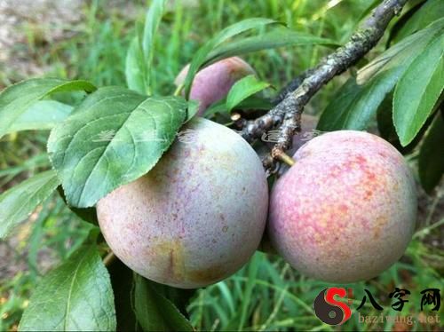 Dreaming of branches full of plums and peaches