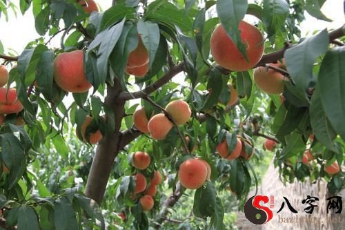 Dreaming of a branch full of red peaches