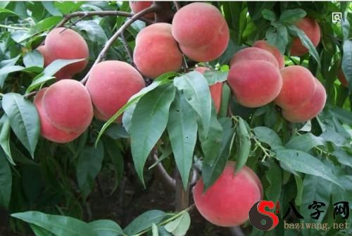 Dreaming of peach trees bearing peaches