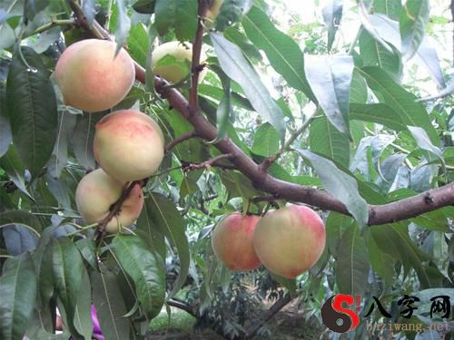Dreaming of a branch bearing peaches