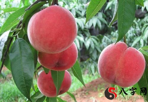 Dreaming of big red peaches