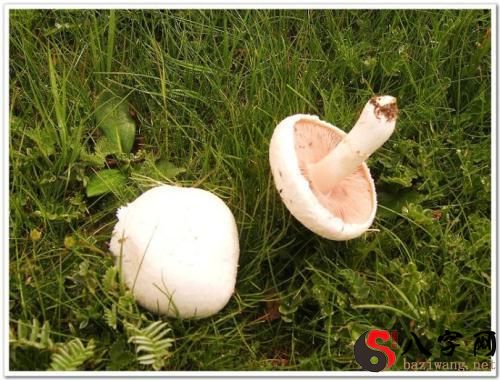 Dreaming of picking mushrooms