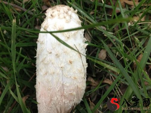 Dreaming of white mushrooms