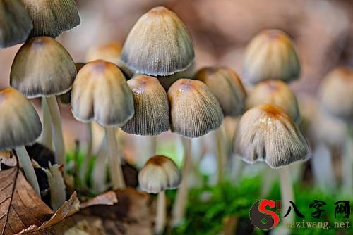 Dreaming of wild mushrooms