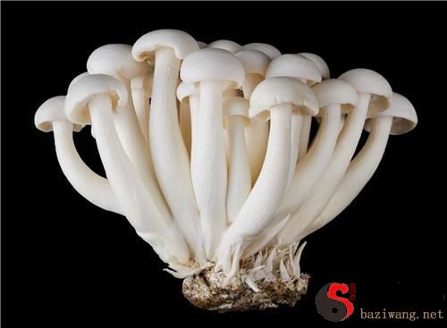 Dreaming of white mushrooms