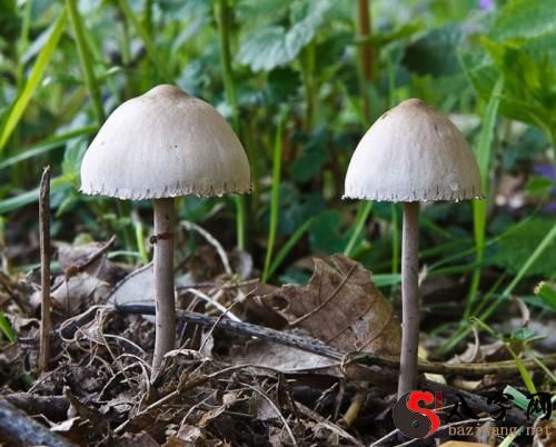 Dreaming of mushrooms.