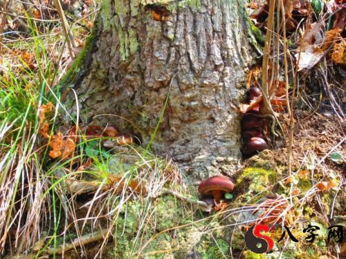 Dreaming of picking mushrooms in the mountains