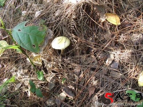 Dreaming of picking wild mushrooms