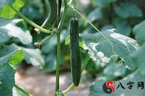 Dreaming of cucumbers on a vine