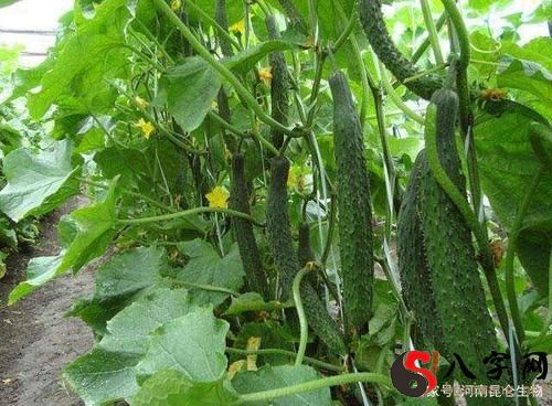 Dreaming of cucumbers growing in the soil