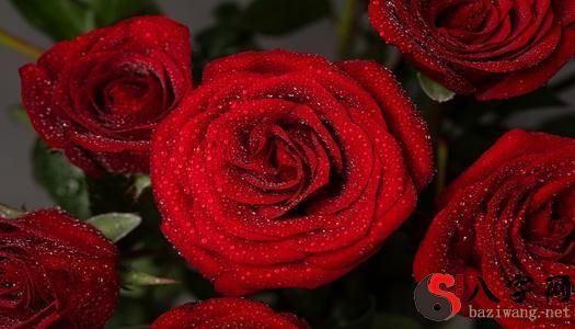 Dreaming of many roses