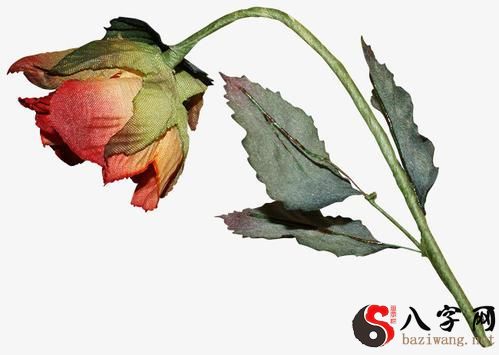 Dreaming of roses wilting