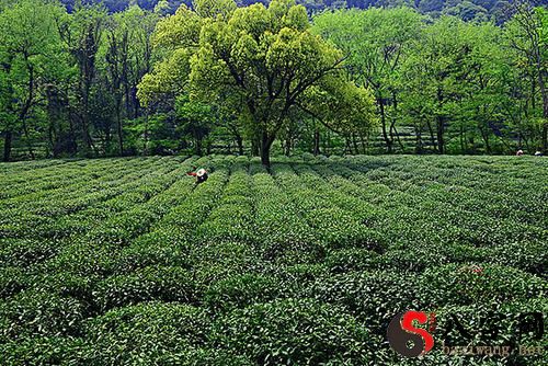 Dreaming of picking your own tea leaves