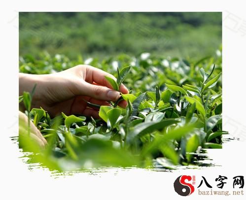 Dreaming of picking tea leaves