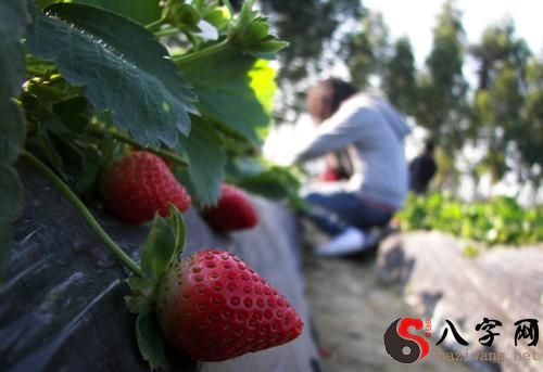 Dreaming of picking strawberries