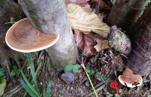 Dreaming of Ganoderma lucidum growing in an ancestral grave