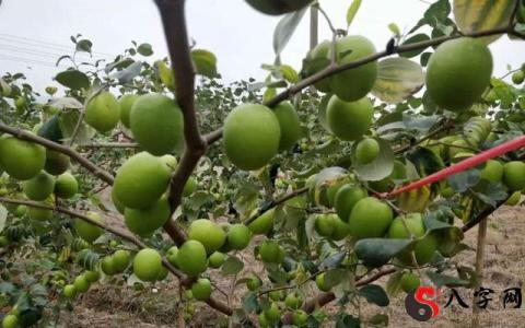 Dreaming of Date Trees with Green Dates