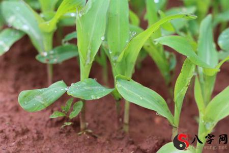 Dreaming of a corn seedling