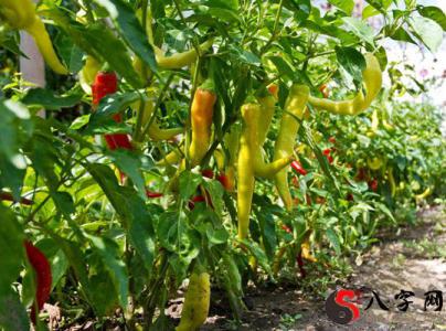 Dreaming of a pepper tree