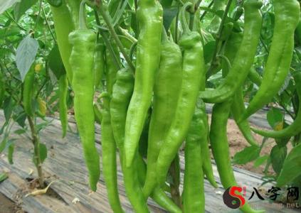 Dreaming of green chili peppers