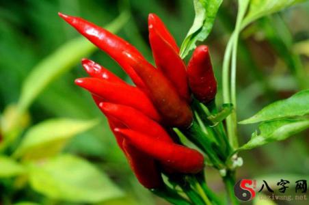 Dreaming of lots of red peppers