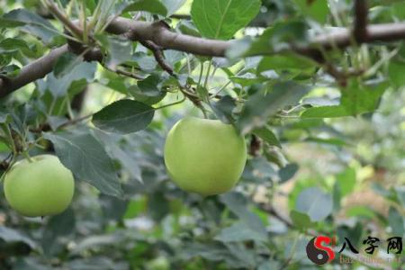 Dreaming of green apples