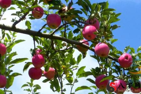 Dreaming of seeing apples growing on branches
