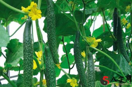 Dreaming of cucumbers growing well