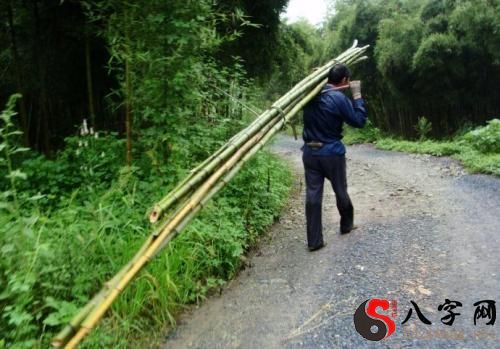 Dreaming of cutting bamboo