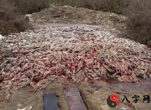 Dreaming of a river of blood